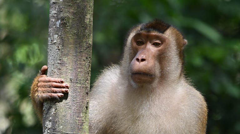 Bukit Lawang Trekking