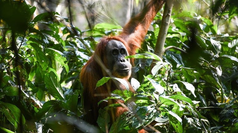 Bukit Lawang Trekking
