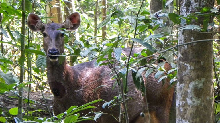 Bukit Lawang Trekking