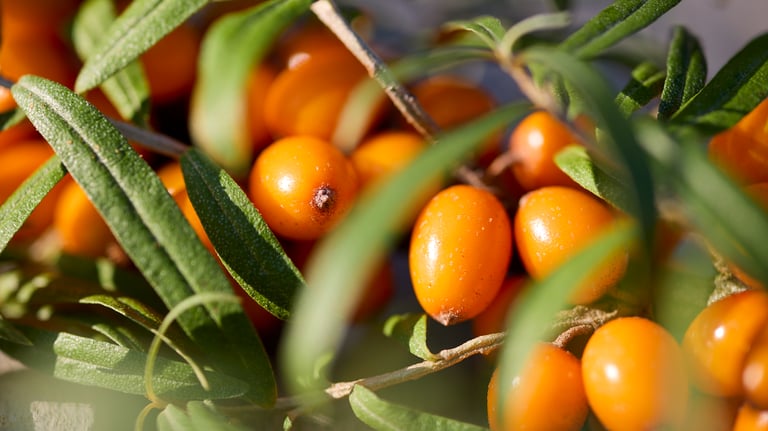 Sanddornbeeren