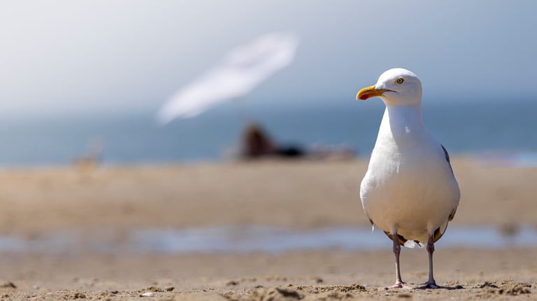 A white seagull standing on a sandy beach with a blurred ocean background and sun umbrella.