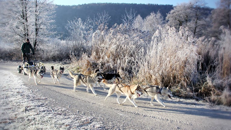 Ausfahrt mit einem Huskygespann in eisiger Winterlandschaft im schönen Dietfurt im Altmühltal.