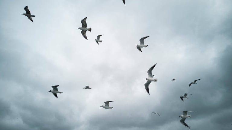 A soft grey cloudy sky with seagulls soaring overhead