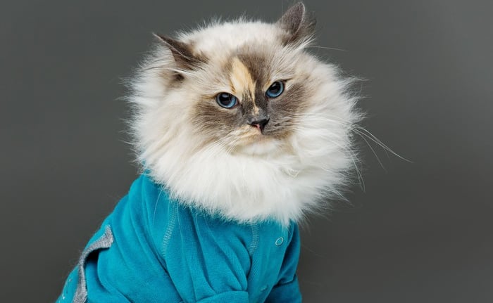 Un gato Ragdoll peludo de pelo largo y ojos azules, que lleva una camiseta para mascotas 