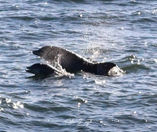 dolphin sightings