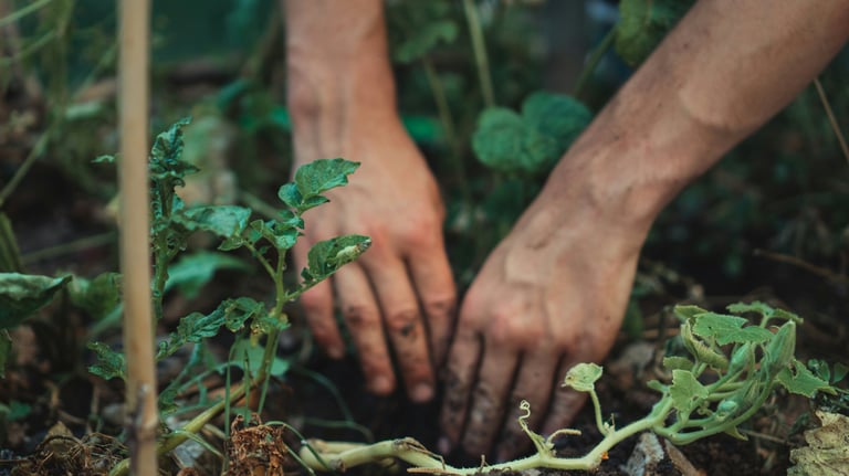 A person's hands planting green seedlings in dark garden soil for organic home vegetable gardening.