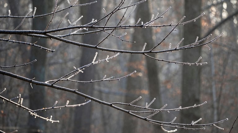 bare branches resting in winter