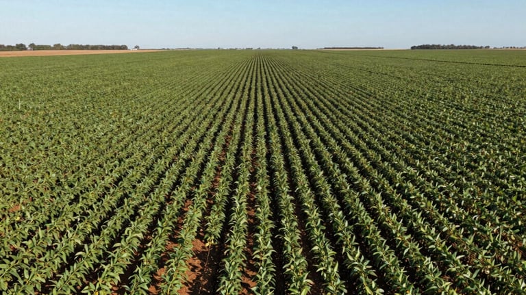 A professional drone shot of a perfectly organized soybean plantation in Brazil, showing the scale and efficiency of modern agribusiness under a clear blue sky.