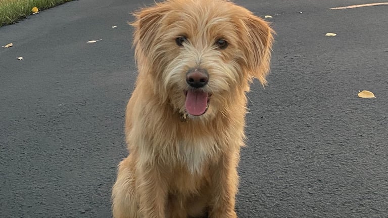 A scruffy golden terrier mix dog sitting on an asphalt driveway during a vibrant orange sunset.
