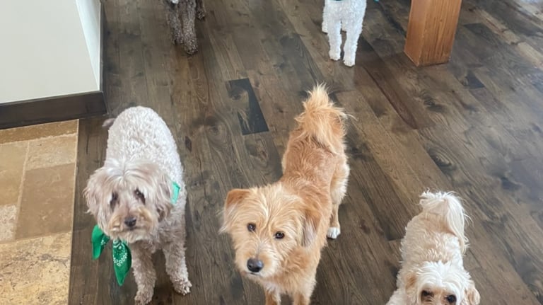 Five small poodle-mix dogs wearing colorful bandanas standing on dark hardwood floors in a home.
