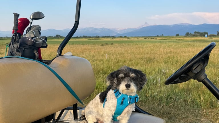 A small black and white dog wearing a blue harness sits on a golf cart seat with a mountain background.