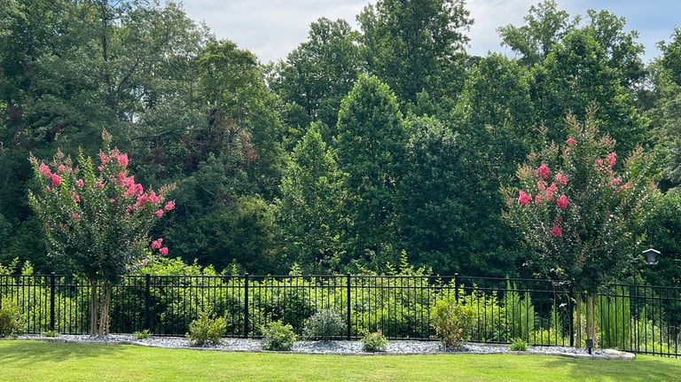 Another view of the back flower bed with azaleas and butterfly bushes between two crepe myrtle trees.