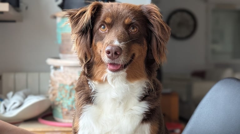 comportement chien nancy
