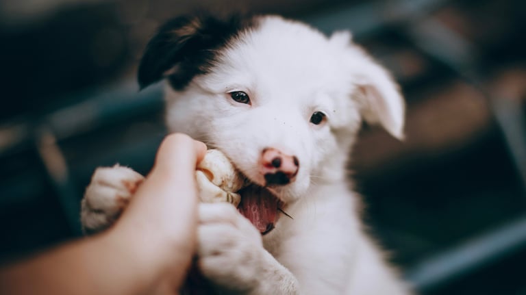 Un chiot Berger Australien faisant ses dents sur la main d'un humain