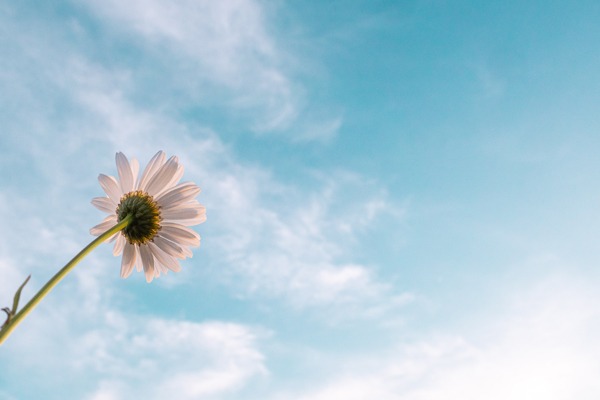a daisy reaching for the sky