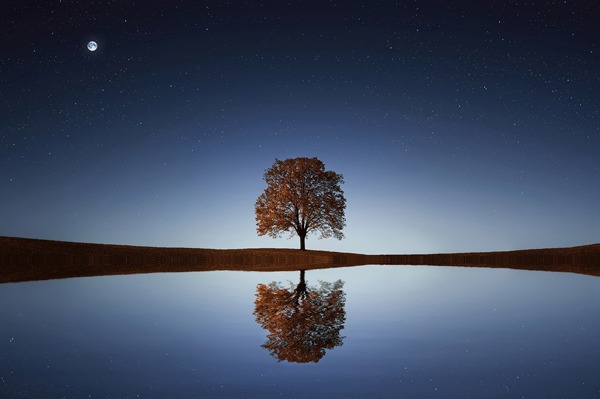 a tree on the horizon reflected in a body of water