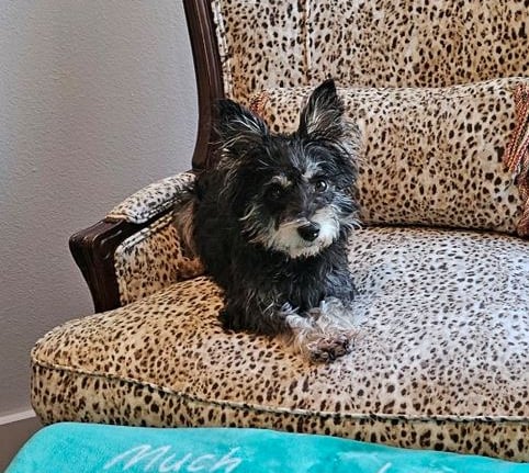 Image of a Miniature Schnauzer on an easy chair looking at the camera.