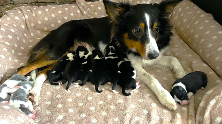 2026 working border collie litter