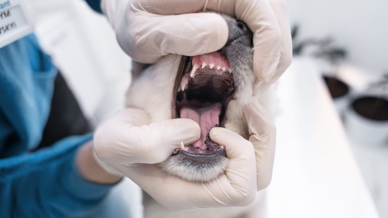 dental examination dog