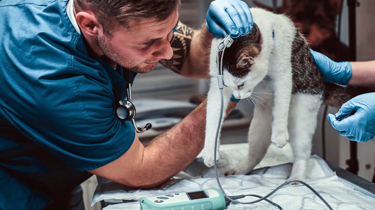 Emergency Vet saving cat