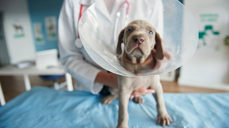 dog after neutering wearing cone