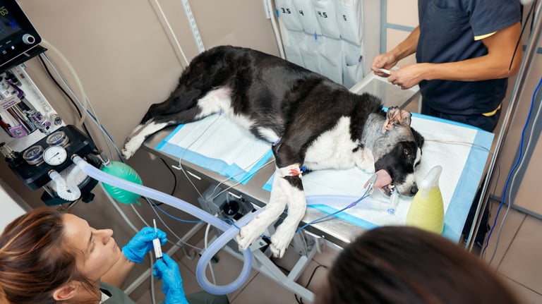 dog emergency