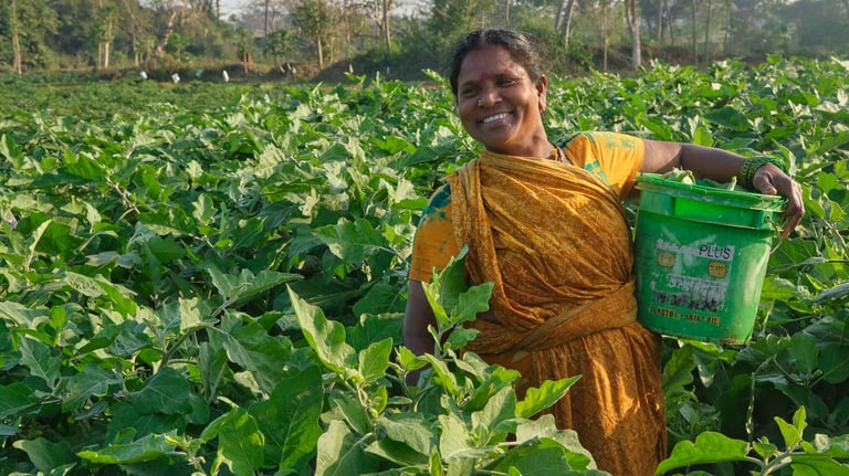 A smiling Indian female farmer harvests fresh vegetables in a lush green eggplant field.