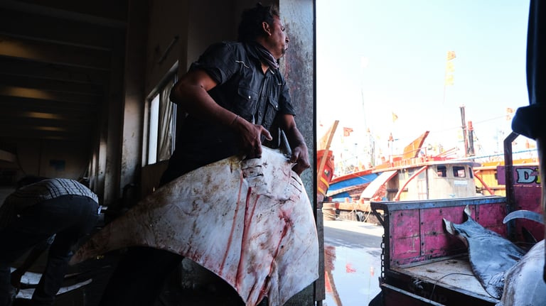 A fisherman carrying a large stingray ray at a busy seafood market harbor with boats.