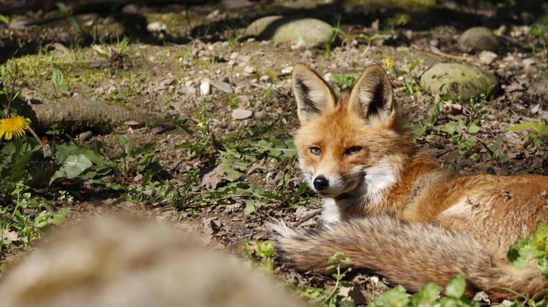 Fotografie Akademie Fotokurs Teilnehmerin einen Fuchs fotografiert in der Langen Erle Basel 