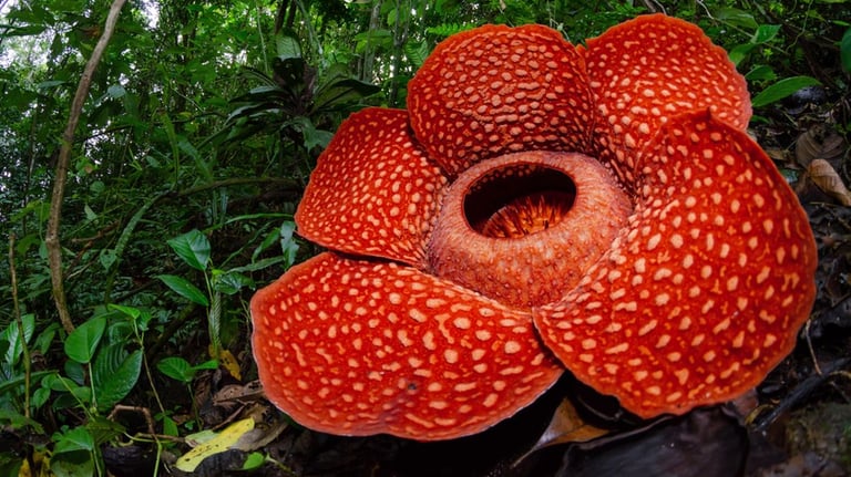 Bunga Rafflesia
