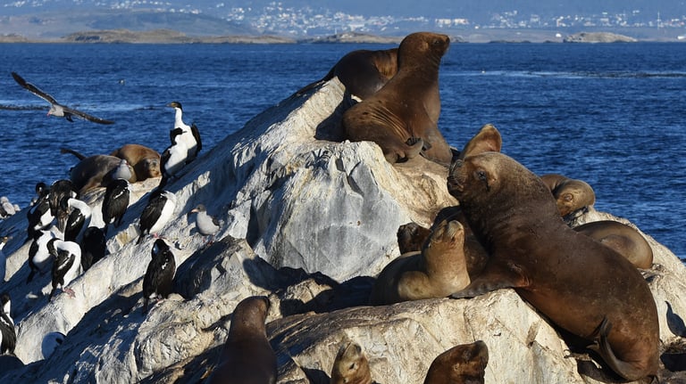 Sea Lion Island plus Cormorants in the Beagle Channel