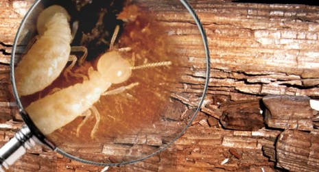 Diagnostic termite