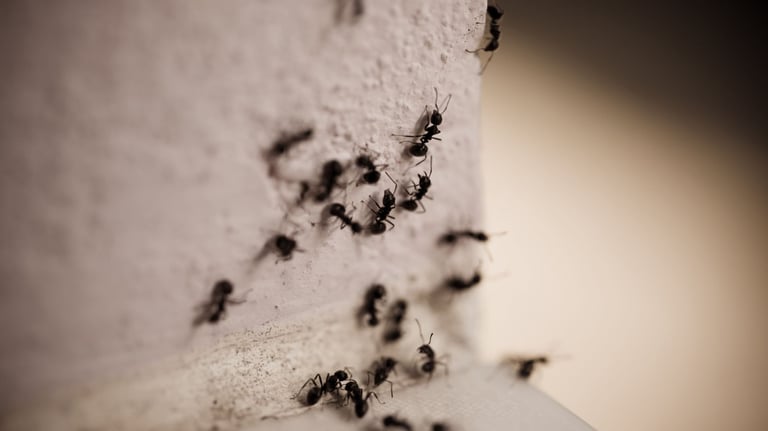 a group of foraging ants around the wall