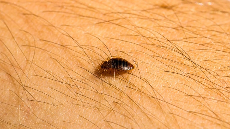 a bed bug on the skin