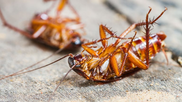 dead american cockroaches