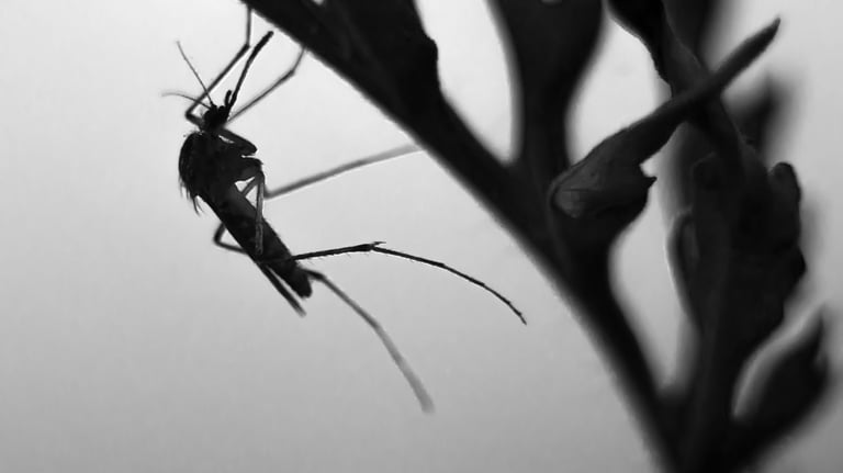 a female mosquito resting on a plant