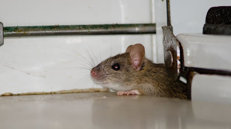 a mouse sneaking into a home