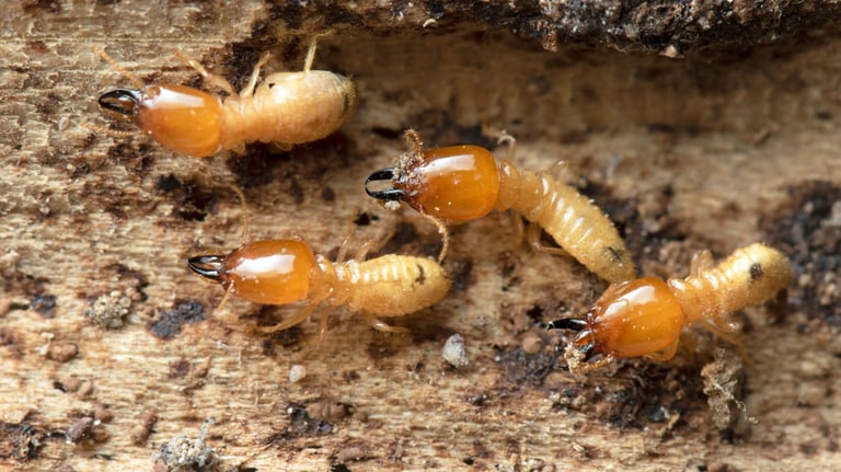 a group of soldier termites
