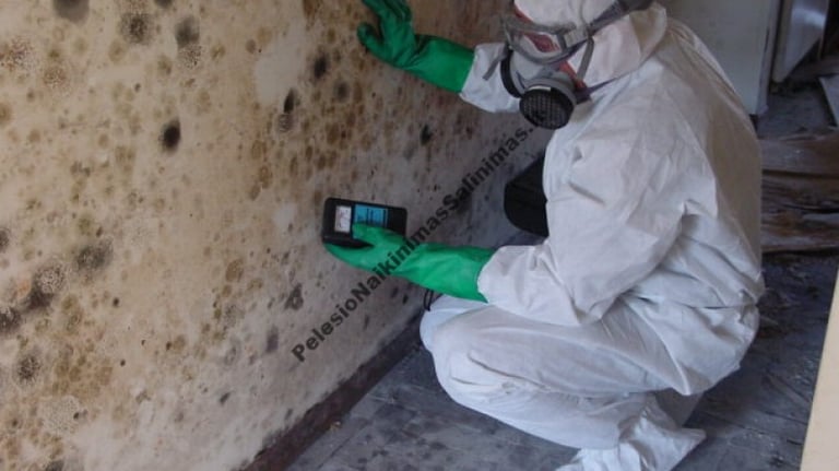 Pelėsio naikinimas - šalinimas, valymas profesionalus