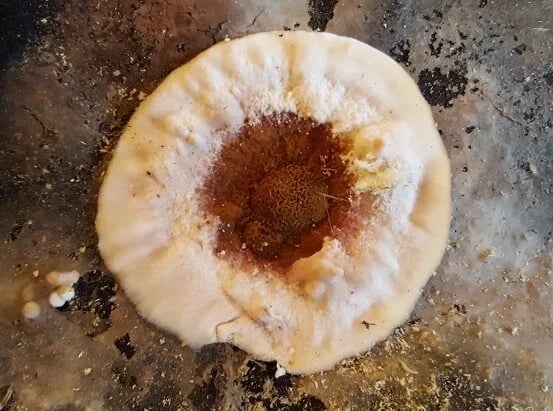 Medzio grybo Trobagrybio naikinimas, grybo valymas, medzio grybo naikinimo paslaugos