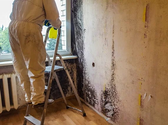 Pelesio naikinimo imone, pelesio valymo imone, pelesio salinimo imone, pelesio naikinimo paslaugos