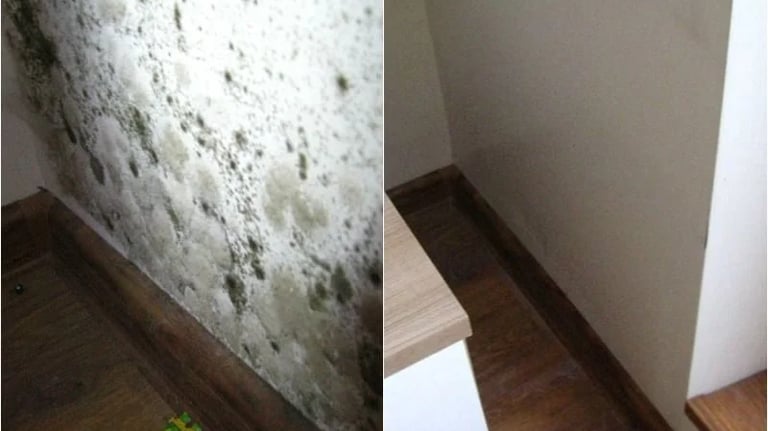 Pelėsio naikinimo paslaugos, pelėsio naikinimas, pelesio šalinimas, pelėsis