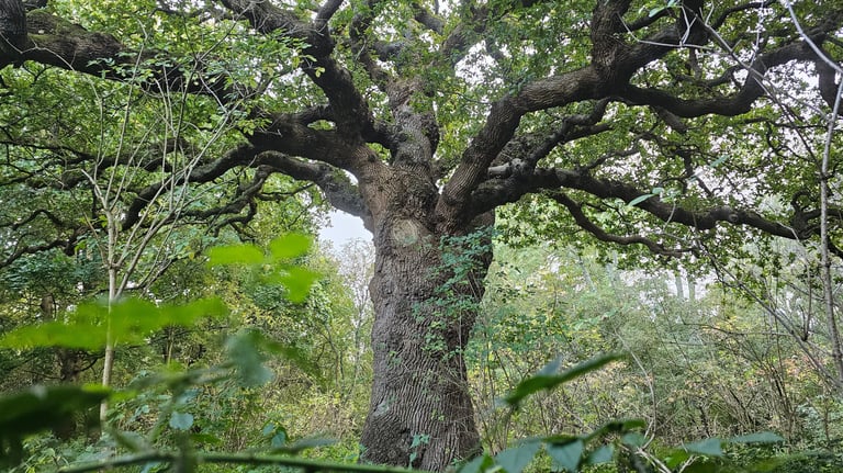 a large oak tree within a wood looking up from the ground