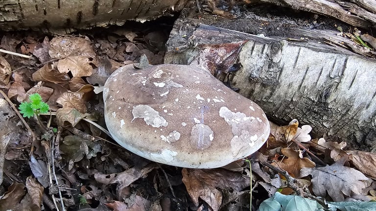 a large fungus on the side of a fallen tree with leaves on the ground