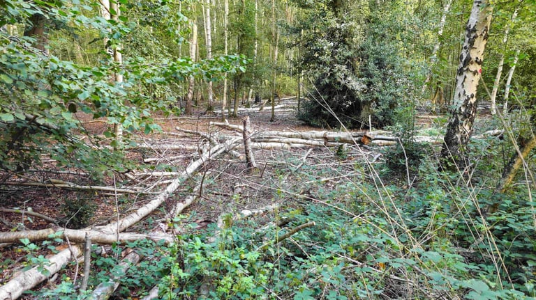 showing woodland with fallen trees