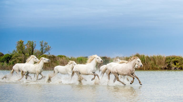 Wild white horses running in Camargue – nature tour from Marseille Airport