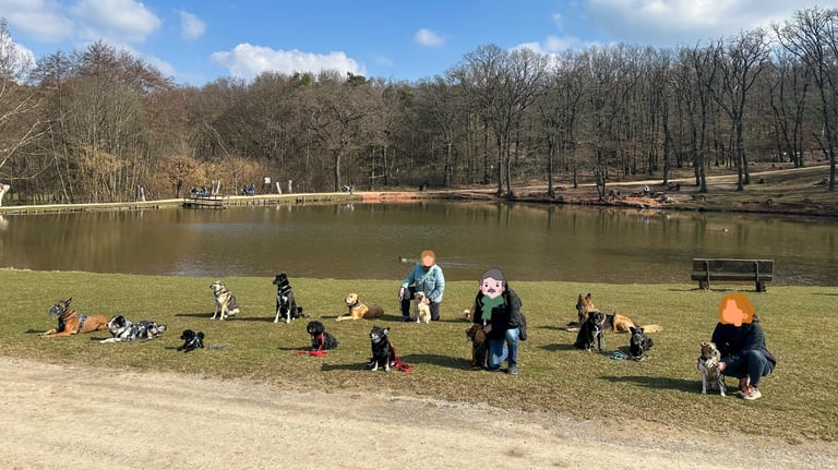 Social Walk Düren - Gruppenfoto mit 15 Hunden