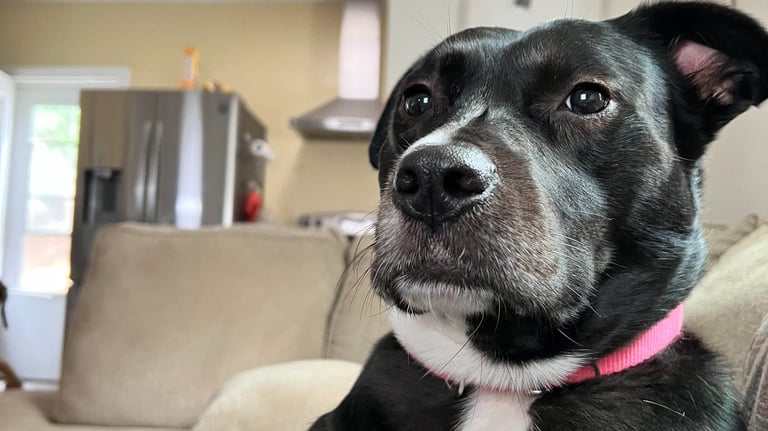Potrait of a dog laying on a couch