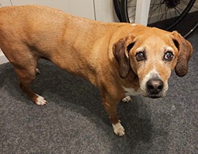Dog looking away while getting his picture taken
