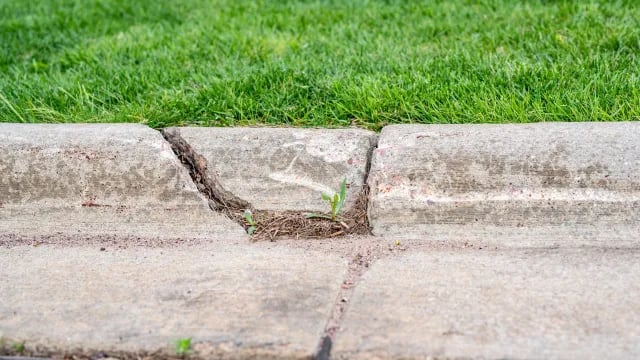 a plant growing out of a crack in the concrete kerb